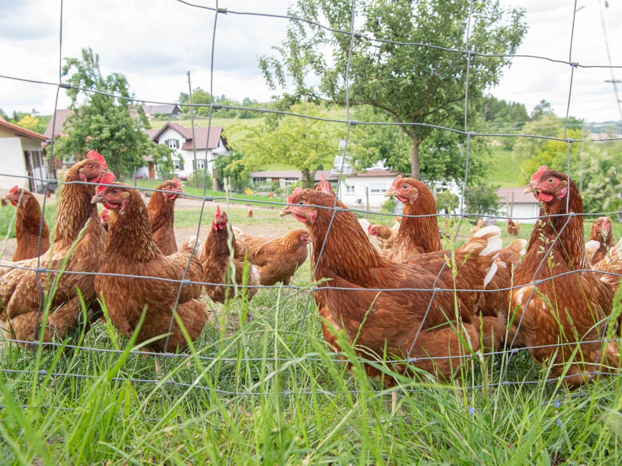 Ferienhof Biegger Tettnang Exteriör bild
